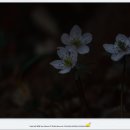 바람꽃