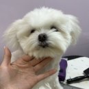 올치유치원 이미지