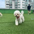 다솔유치원 | 광안애견유치원 재등록 후기, 다시 다니길 잘했다