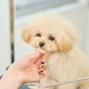 혁신애견미용 이미지