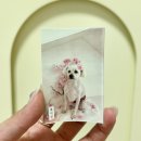 뽁덕방 이미지