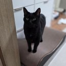 초이스 그루밍 | 따스넉 킹베드 스크래쳐_리필