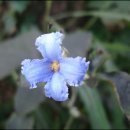 반자주 이미지