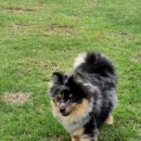 애견카페왕 이미지