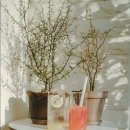 cafe lento 이미지