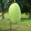 아비누 말케이누 이미지