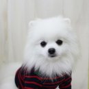 아꼬떼 이미지