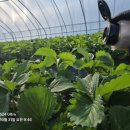 정은농장 이미지