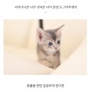 도그마루 강아지고양이 의정부노원점 이미지