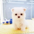 착한애견 이미지