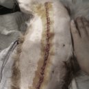 다나은동물병원 이미지