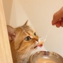 고양이 미용&호텔 뽀냥 이미지