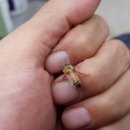 아빠 벌꿀 농장 이미지