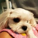 해피팬션 이미지