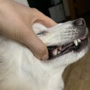 이앤박동물병원 이미지