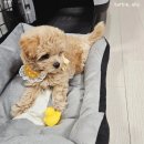 퍼피루미 이미지