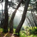 경주 삼릉계곡 소나무숲 이미지