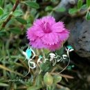 캘리그라피 이미지