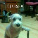 모찌아이스크림 이미지