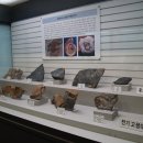 충남대학교자연사박물관 이미지