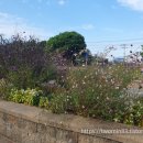 바다향기수목원(도서식물원) 이미지