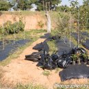 남천농장 이미지