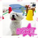 굿댕스쿨 이미지