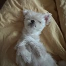 팔공약국 | 멍룡하지마라 천천히 간다