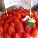 숑숑스토어