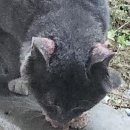 햇빛동물병원 | 캣맘일기 길냥이 피부병 귀혈종 성남 건국동물병원 방문후기