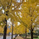 연대 캠퍼스 이미지