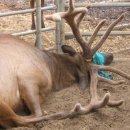 녹향사슴농장 이미지