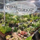 대구 꽃집 추천 - 다양하고 건강한 식물가득🌸 친절한 &#34;청운 꽃 농원&#34; 다녀왔습니다