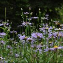 이효석길 이미지