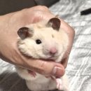 백구크리닝 | 연골판 봉합 수술 오른쪽 8개월 차, 왼쪽 6개월 차, 원판형 연골판, 공시 탈출 라이프, 한밭수영장 자유...