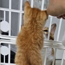 행배
