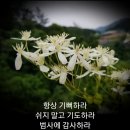 샬롬 이미지