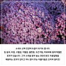 오늘꽃배달