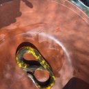 황금장어 이미지