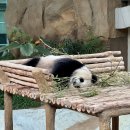판다 | 아이랑 쿠알라룸푸르 네가라동물원 negara zoo 판다 후기