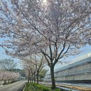 함평군농업기술센터 벚나무 피움 24.4.9.화. 이미지