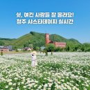 남이보건지소 | 충북 청주 가볼만한곳 샤스타데이지 명소 🌼 미원보건지소 꽃밭
