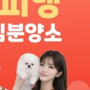 내강아지 이미지