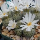 살아있는 돌 '리톱스(lithops)' 이미지