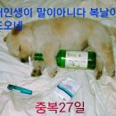 멍멍이 이미지