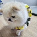 쵸이스 | 하이포알러제닉사료추천 사료거부 강아지도 잘 먹은 닥터독 베츠초이스 후기
