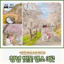 낙동강 남지개비리길(용산) | 창녕 벚꽃 명소 연지못, 만년교, 남지개비리길 엄마랑 꽃놀이
