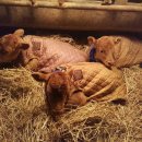 백상농장 이미지