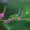 낭아초(狼牙草) 이미지