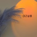 마리머리 | 갈현동 연신내미용실 추천 마리살롱 전체탈색 외국아기머리 염색 후기 (수정실장님)